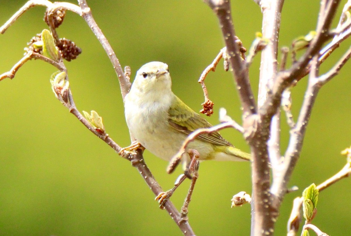 Tennessee Warbler - ML103828361