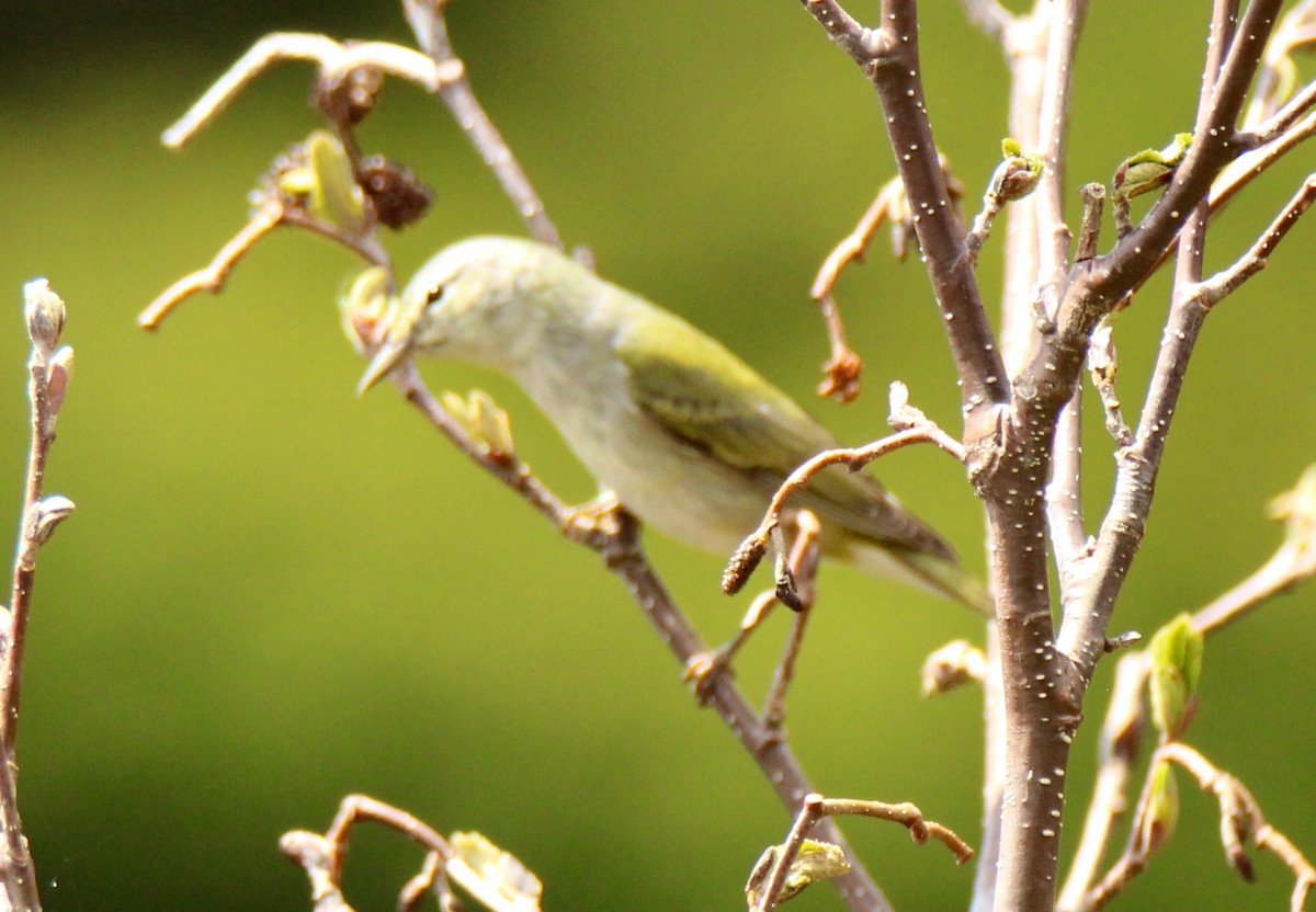 Tennessee Warbler - ML103828381