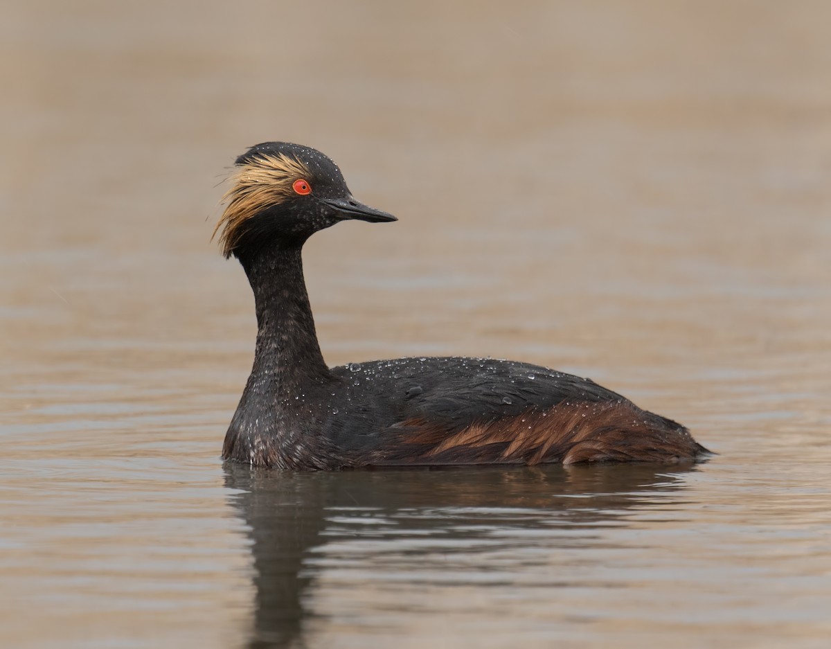 Eared Grebe - ML103828731