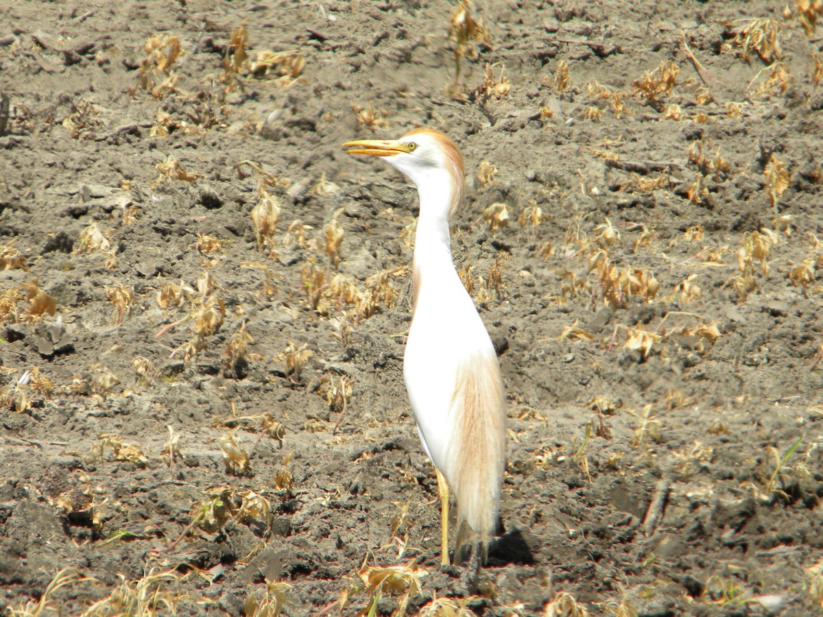 Western Cattle-Egret - ML103829131
