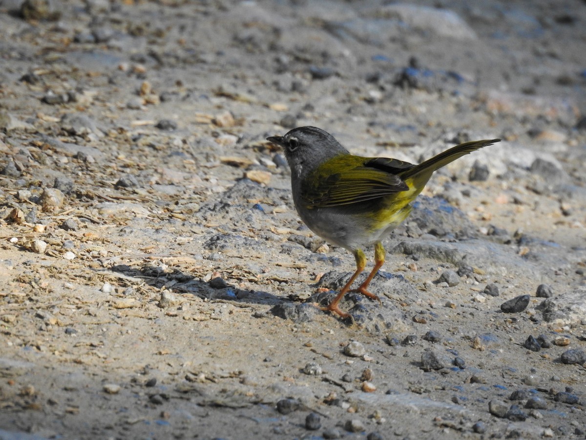 Olivflanken-Waldsänger - ML103829531