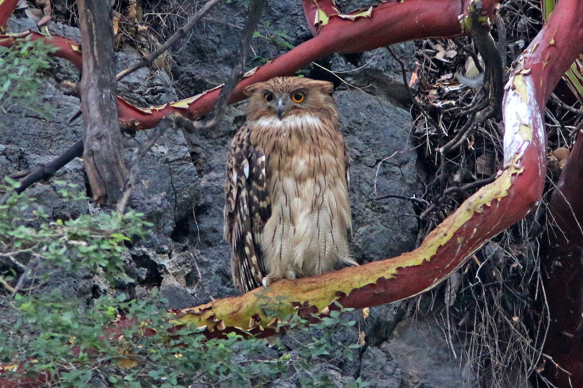 Brown Fish-Owl (Turkish) - Dominic Mitchell