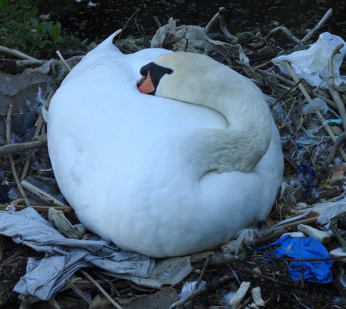 Mute Swan - Dale Floer