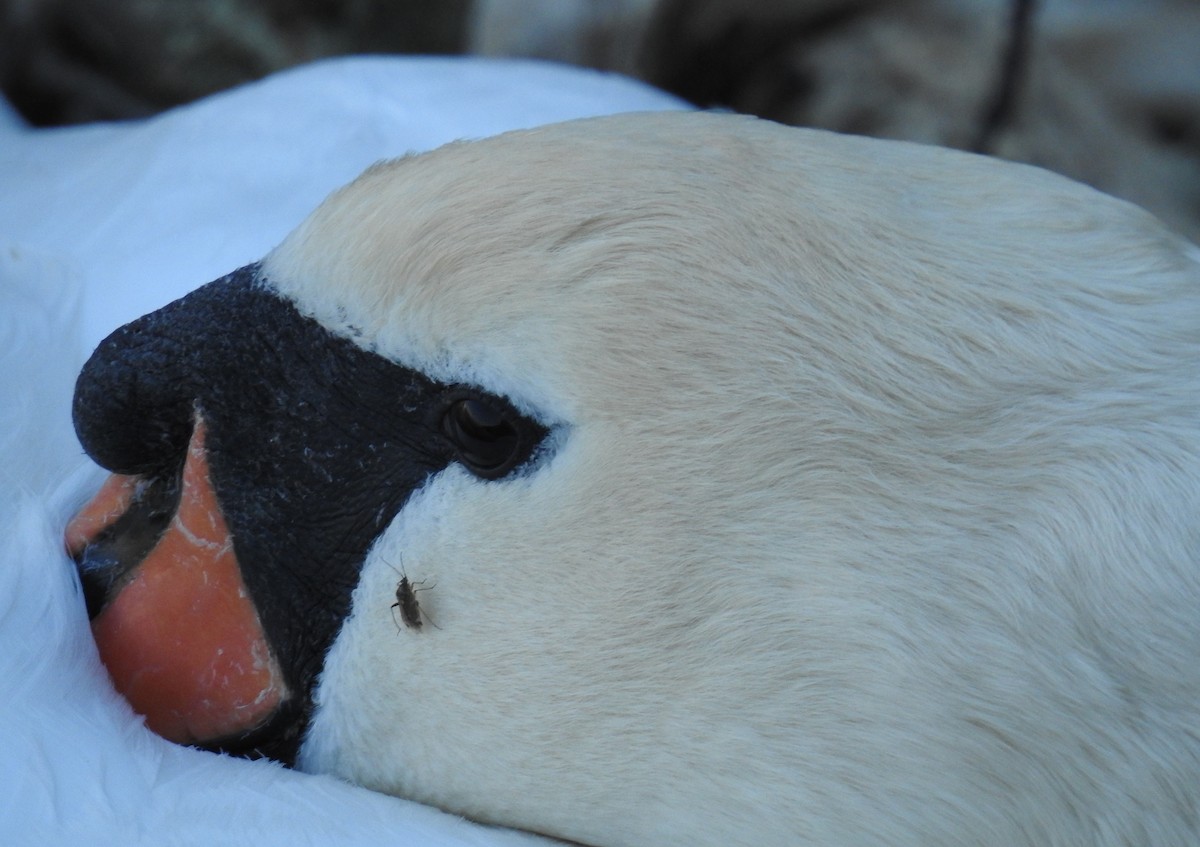 Mute Swan - Dale Floer