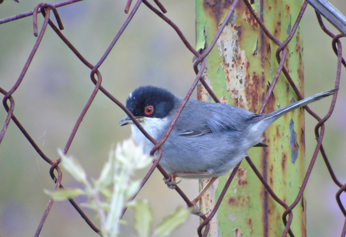 Sardinian Warbler - ML103830561
