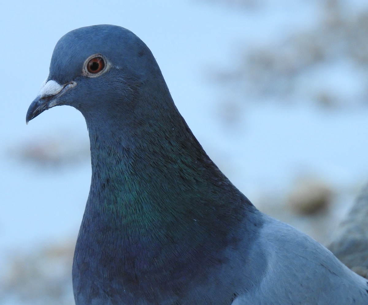 Rock Pigeon (Feral Pigeon) - ML103830651