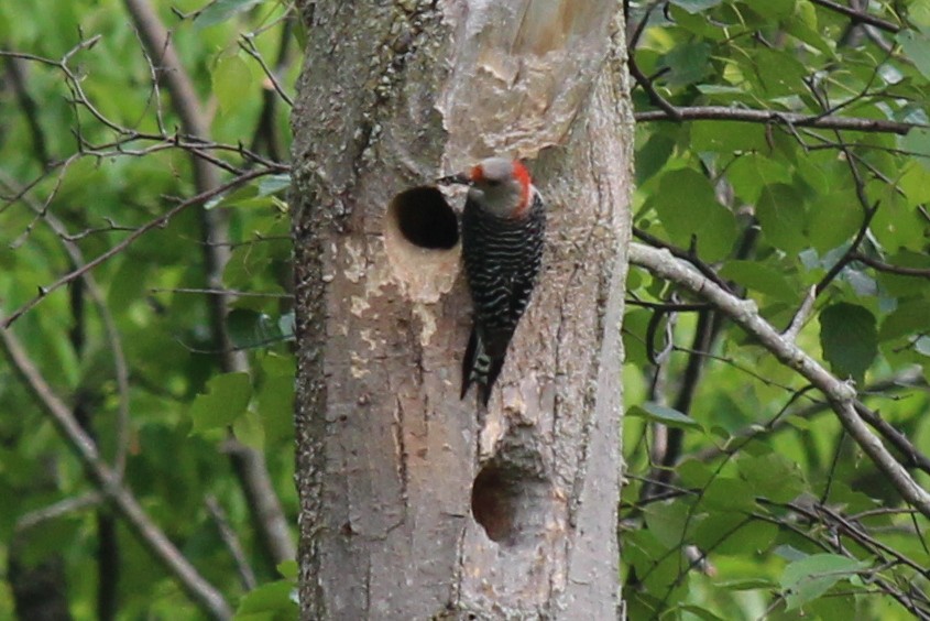 Red-bellied Woodpecker - Jonathan Chu