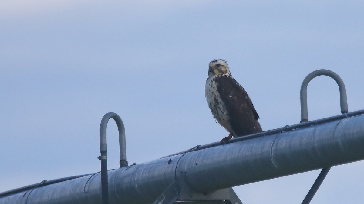 Swainson's Hawk - ML103833501