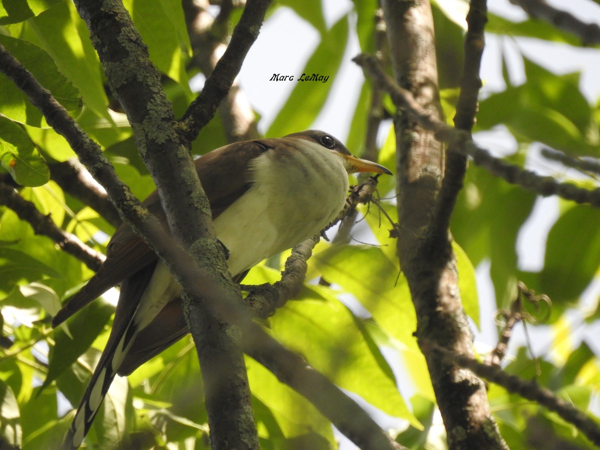 Yellow-billed Cuckoo - Joanne Masson