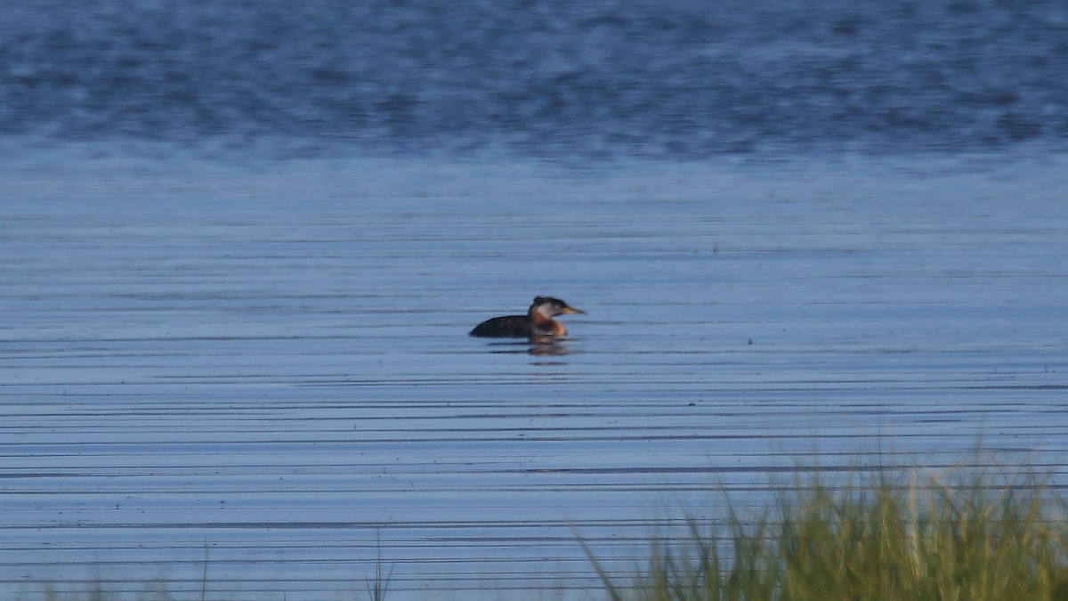 Red-necked Grebe - ML103834771