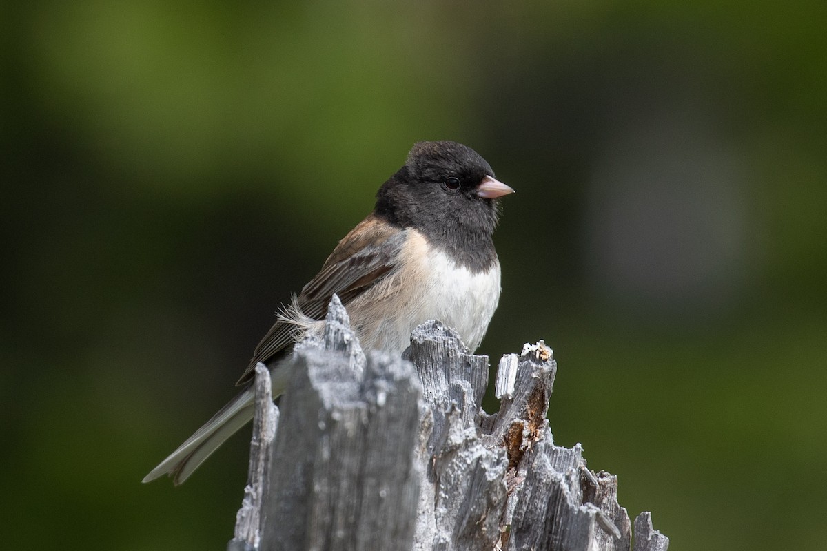Dark-eyed Junco (Oregon) - ML103834821