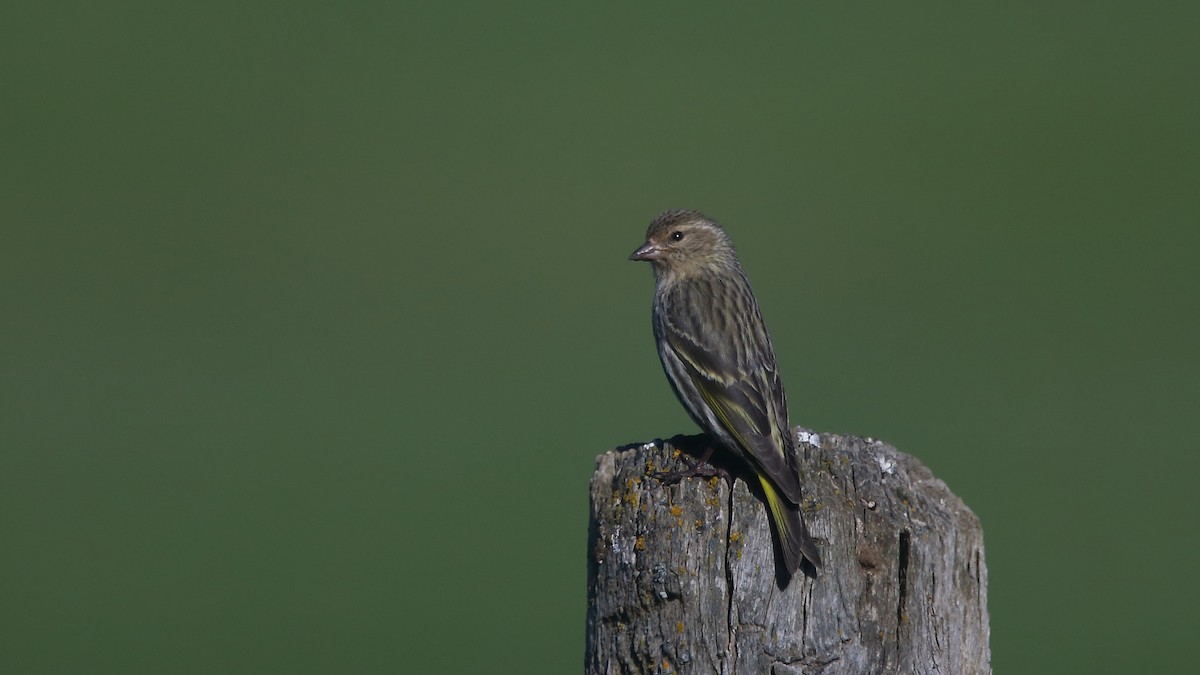 Pine Siskin - ML103835311