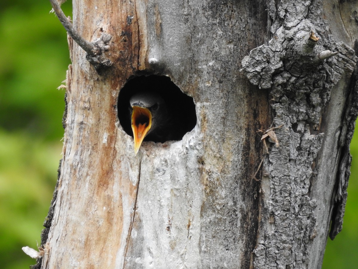 European Starling - ML103835391