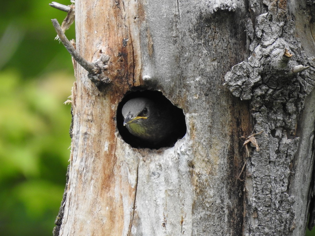 European Starling - ML103835481