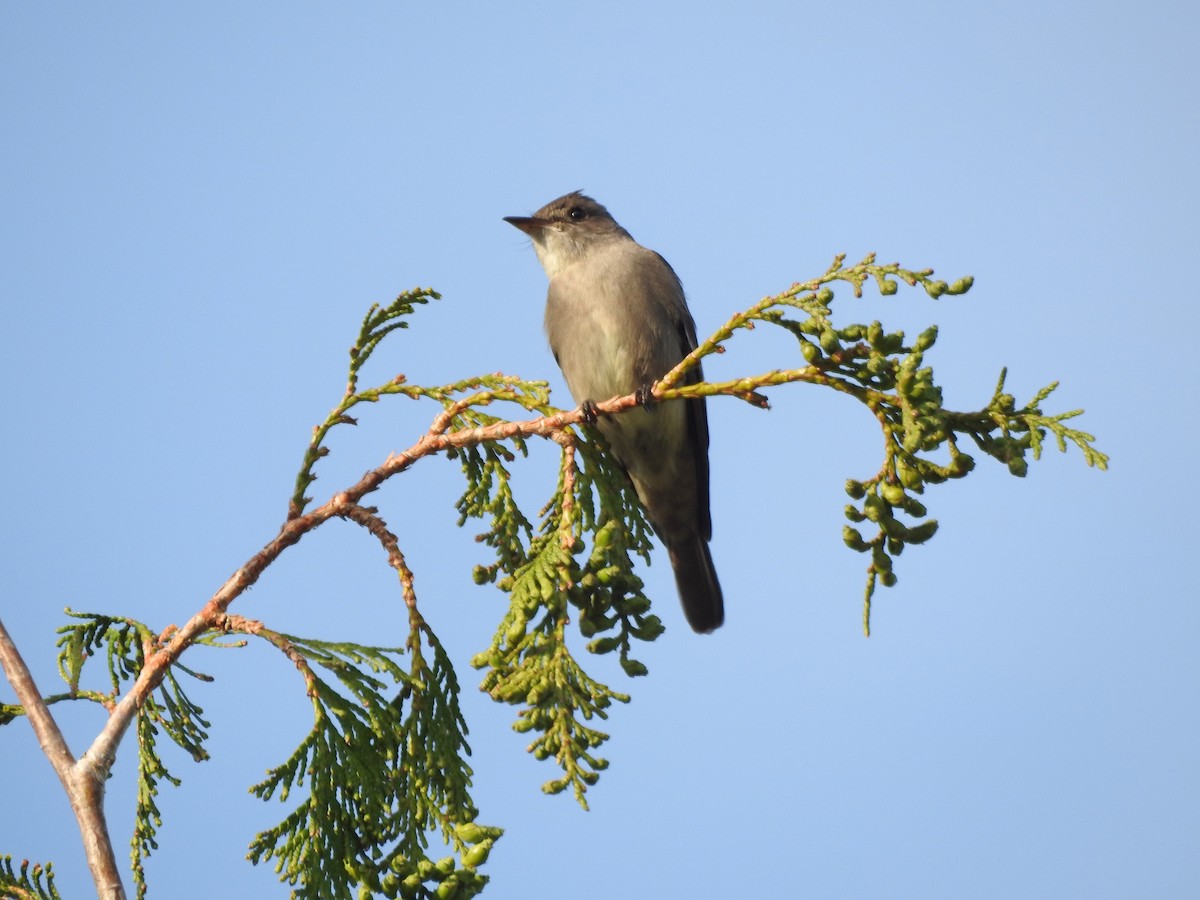 Western Wood-Pewee - ML103838181