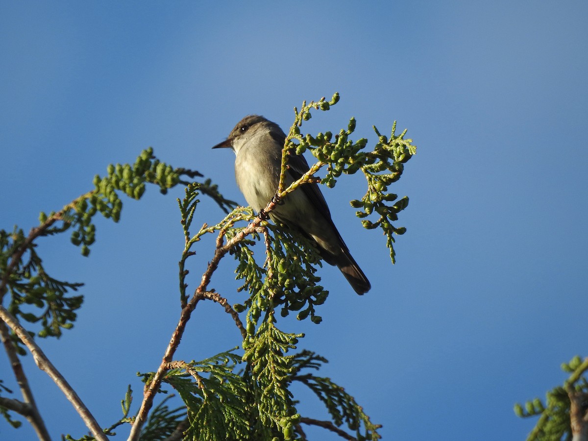 Western Wood-Pewee - ML103838211