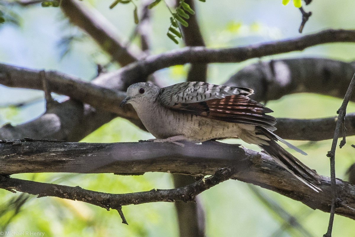 Inca Dove - Michael Henry