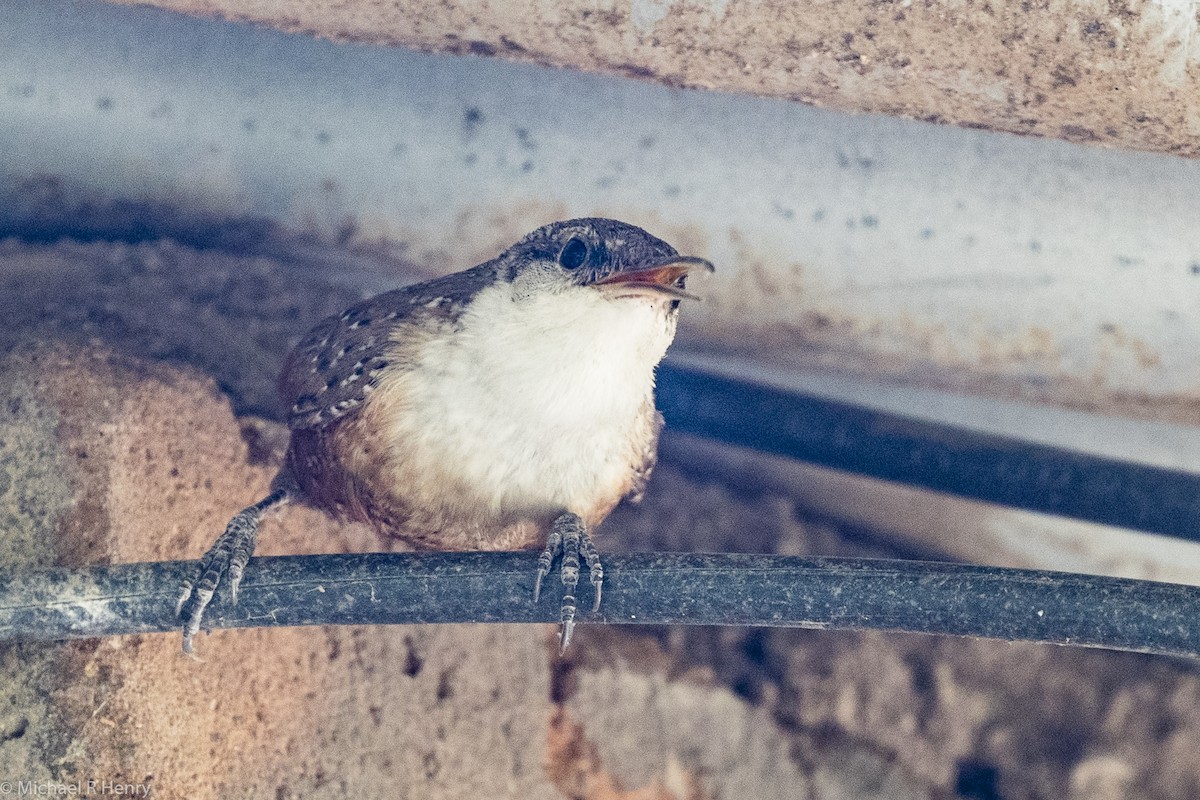 Canyon Wren - Michael Henry