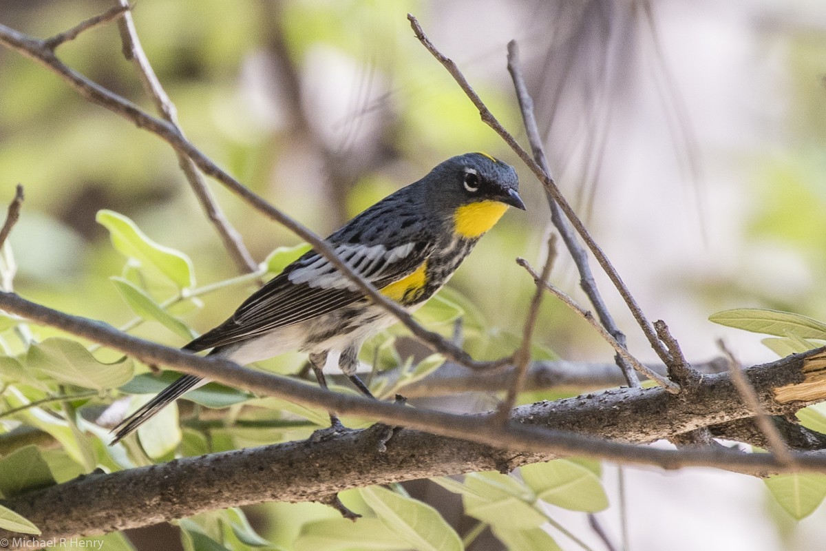 Yellow-rumped Warbler - Michael Henry