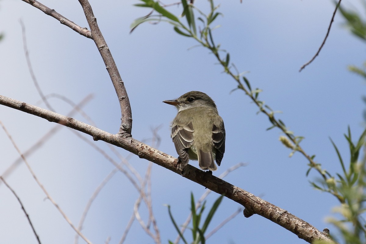 Willow Flycatcher - ML103839831