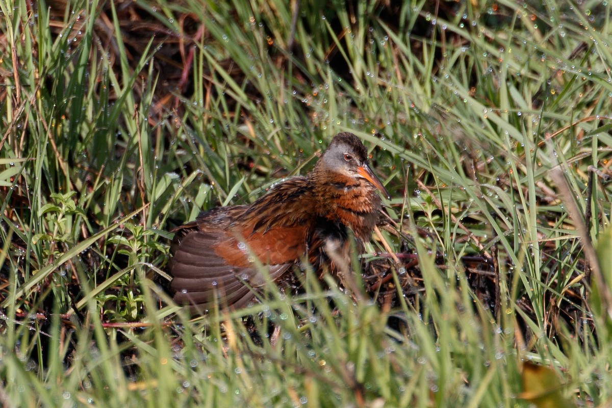 Virginia Rail - ML103840331