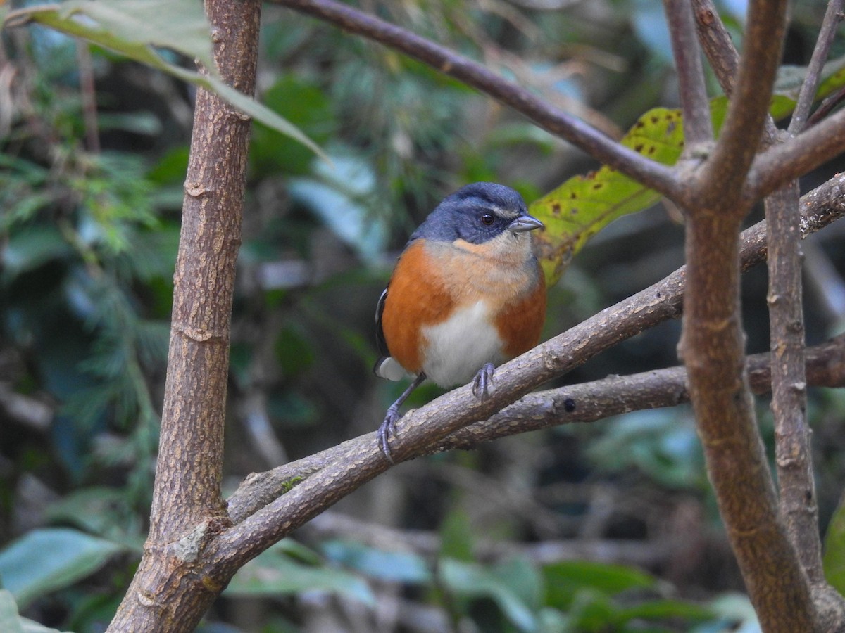 Buff-throated Warbling Finch - ML103840581