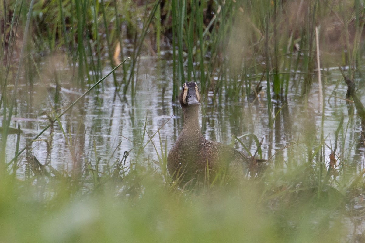 Blue-winged Teal - ML103840681