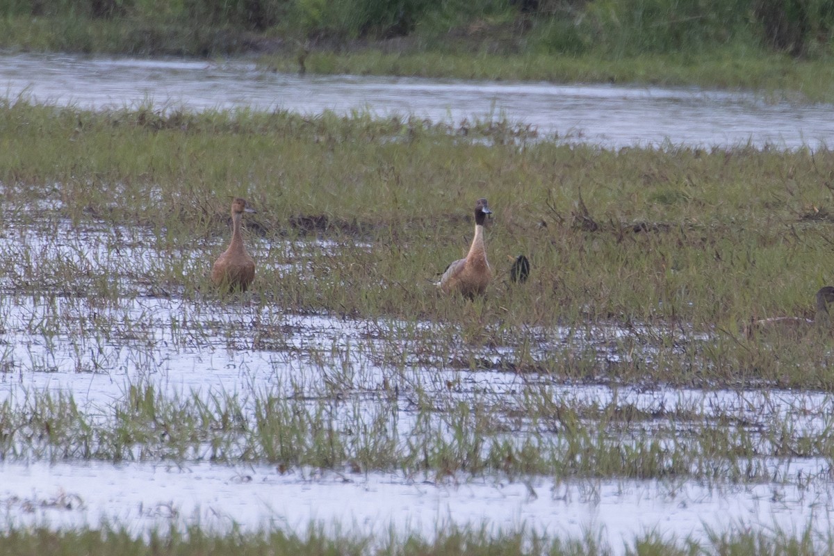 Northern Pintail - ML103840701