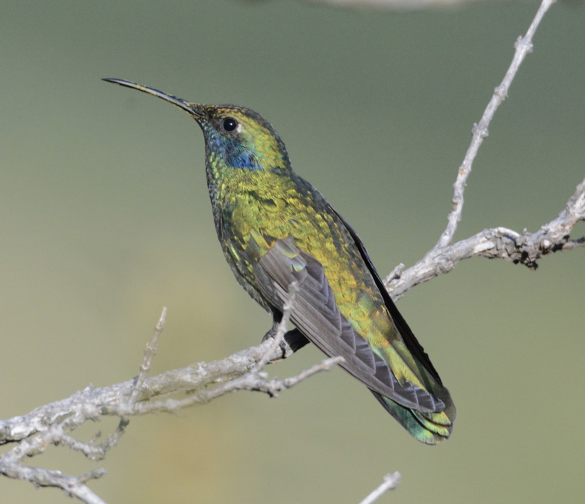 kolibřík modrolící - ML103840811