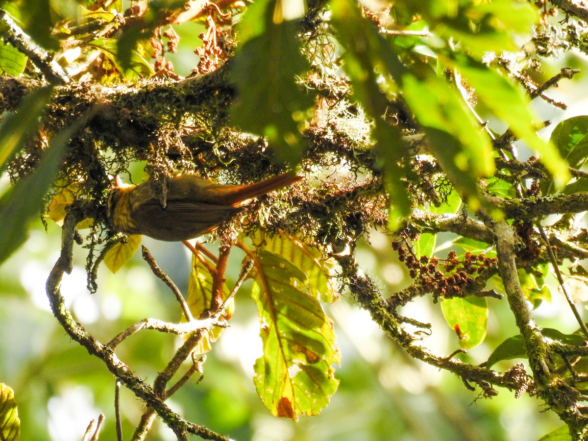 Sharp-billed Treehunter - ML103840831