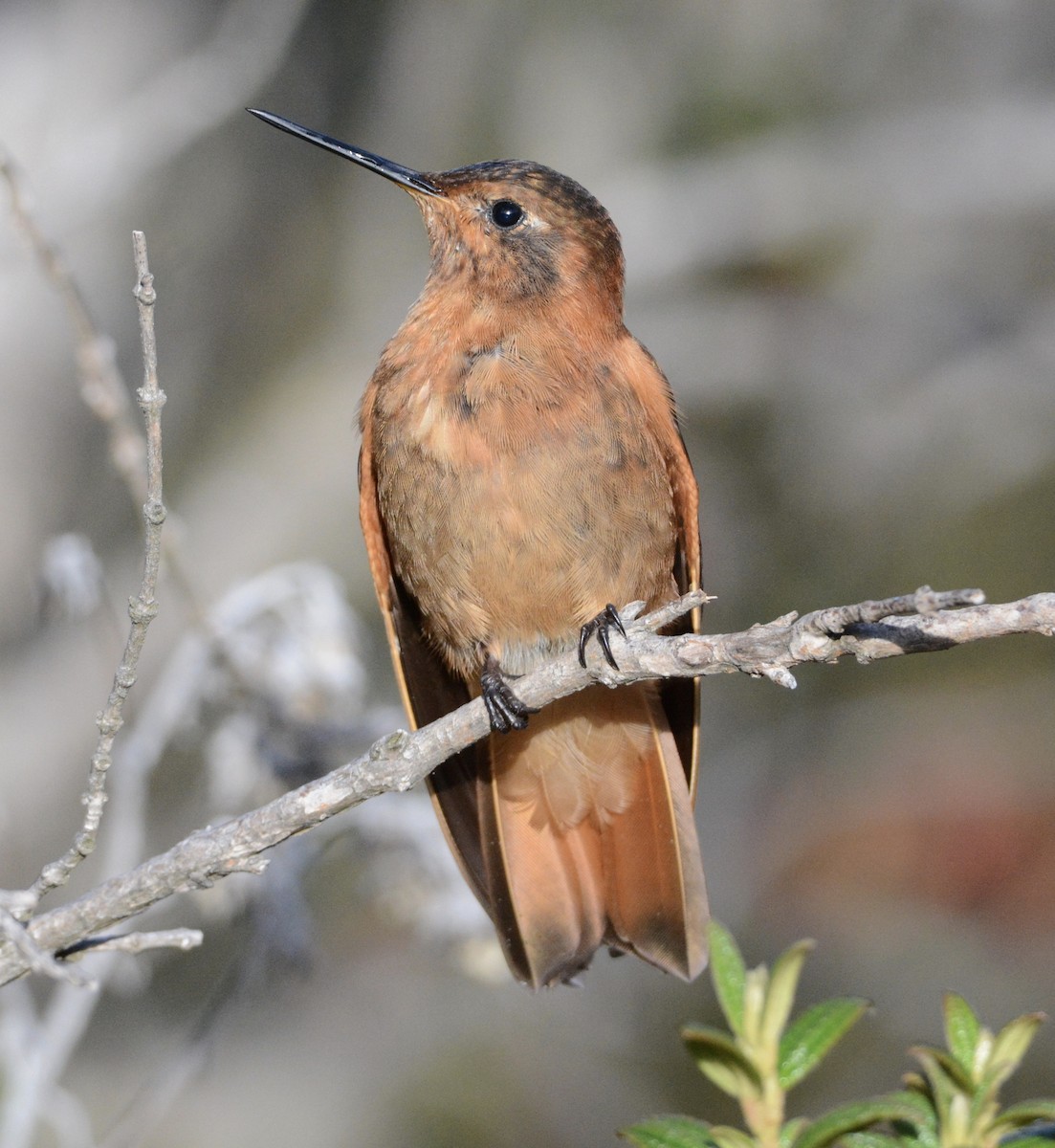 kolibřík duhovohřbetý - ML103840841
