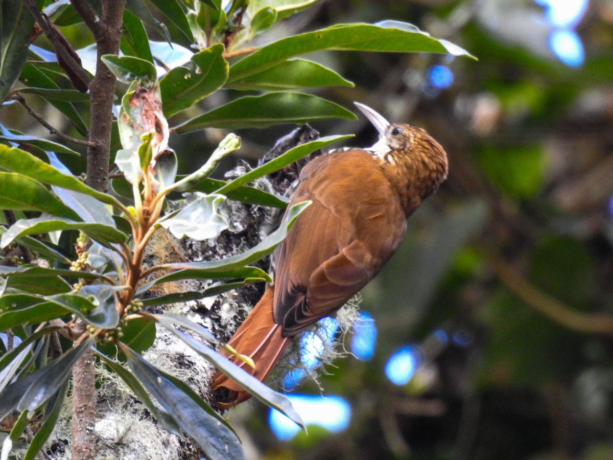 Scaled Woodcreeper - ML103841001