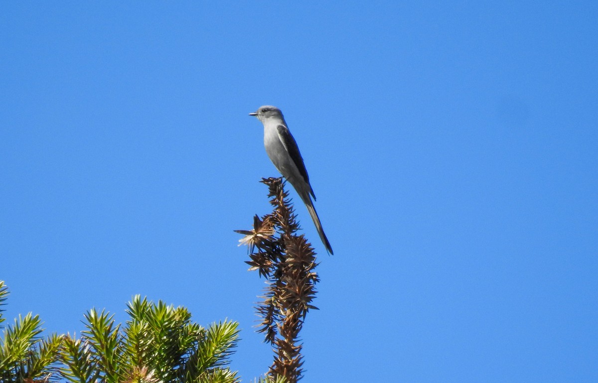 Shear-tailed Gray Tyrant - ML103841051