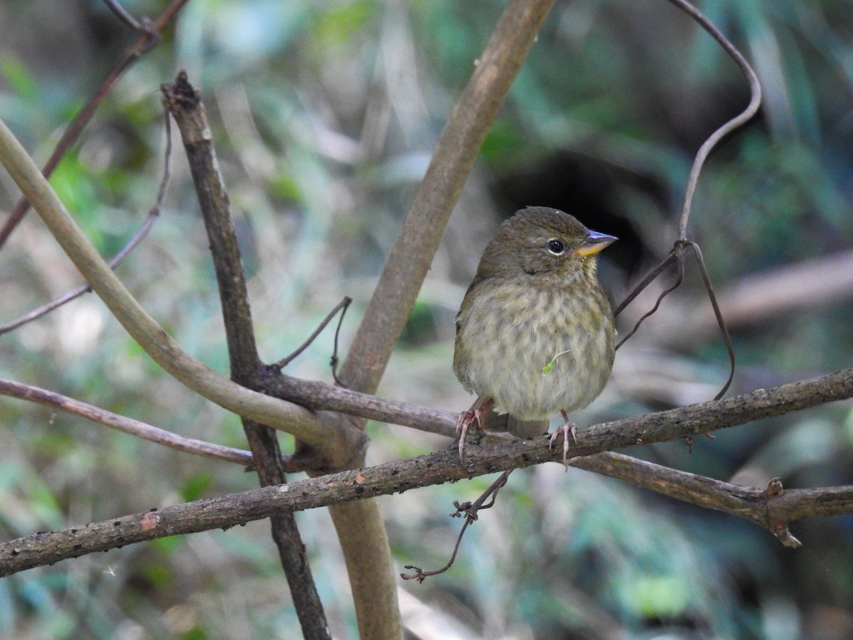 Uniform Finch - ML103841311