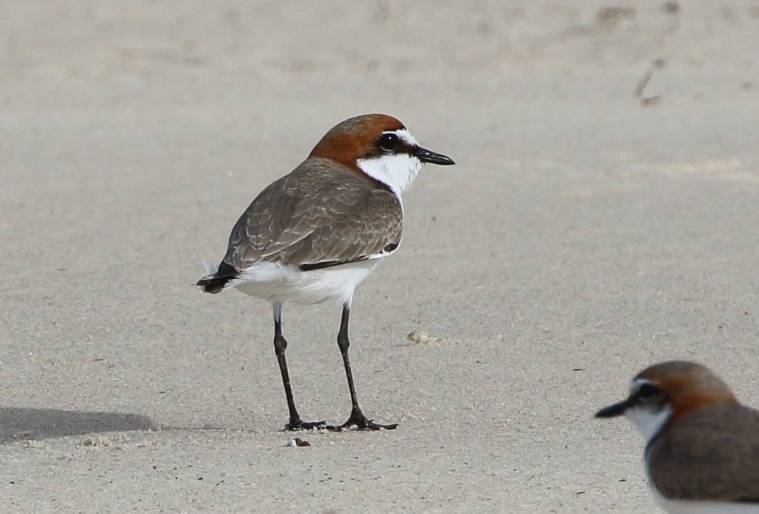 Red-capped Plover - ML103841811