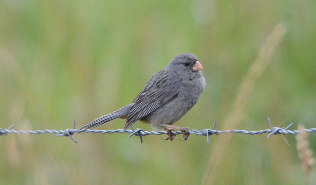 Plain-colored Seedeater - ML103841971