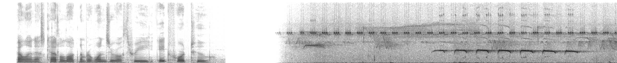 Weißbinden-Ameisenvogel - ML103842