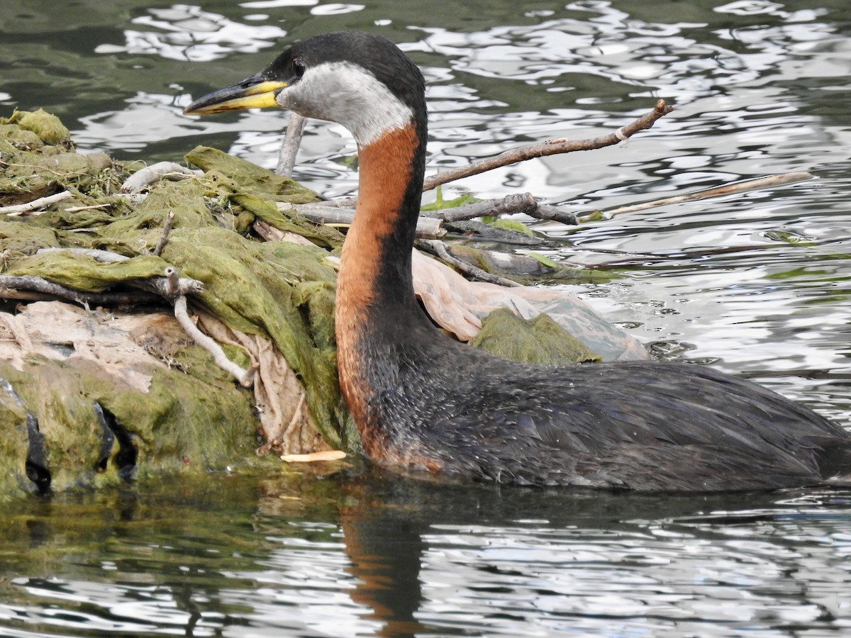 Red-necked Grebe - Cindy Burley