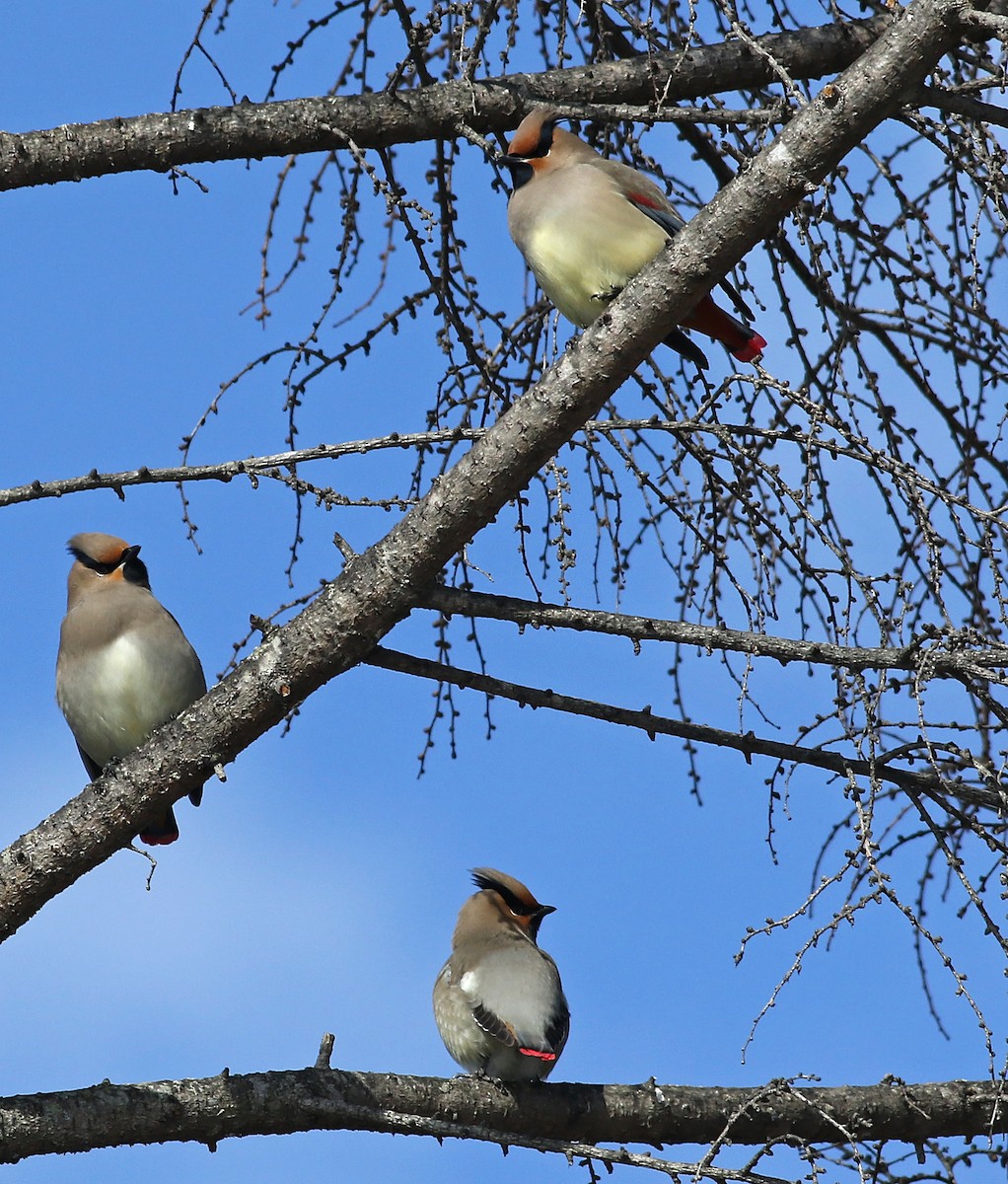 Japanese Waxwing - Nick Bonomo