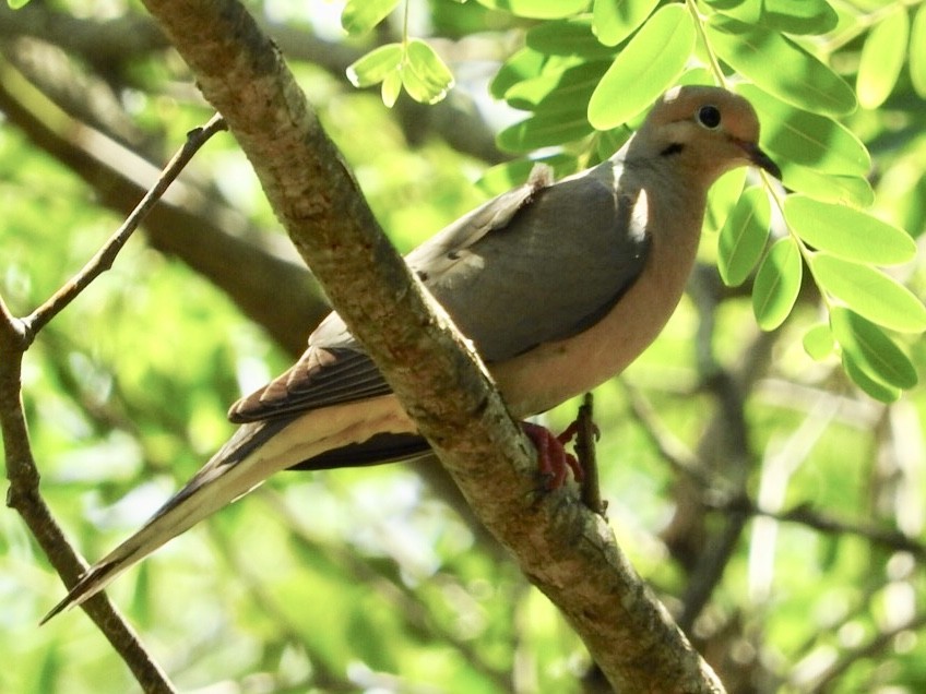 Mourning Dove - ML103844541
