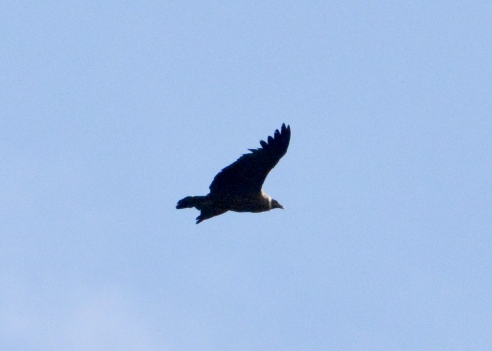 Condor des Andes - ML103844551