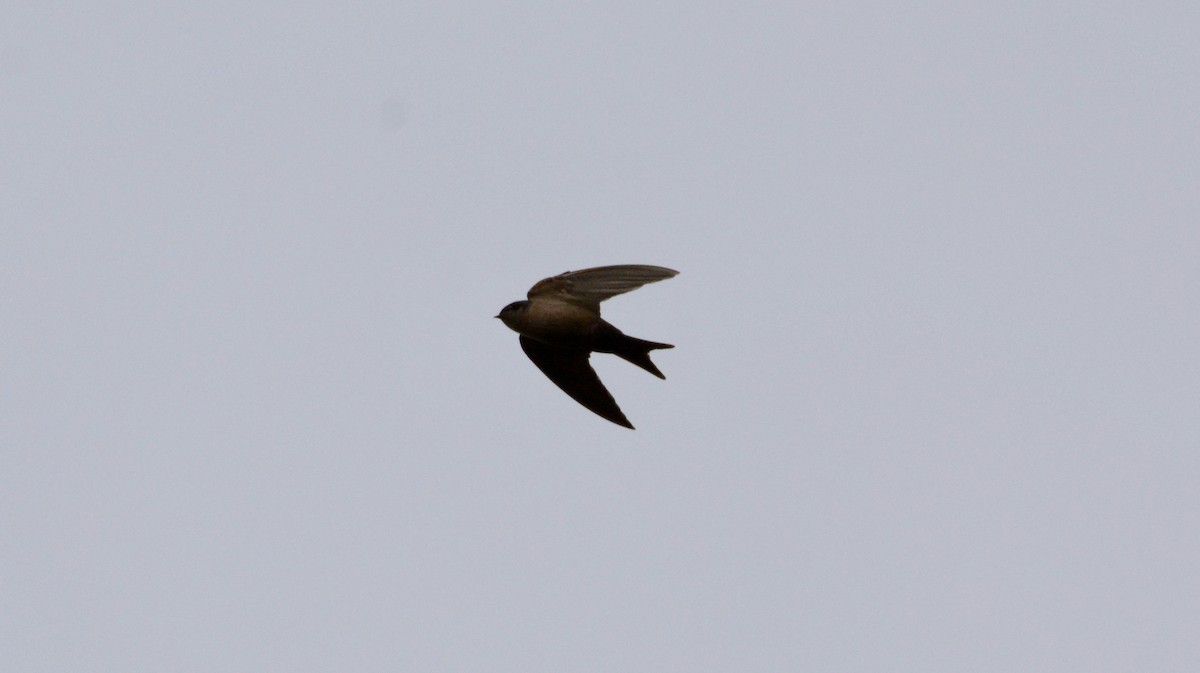 Brown-bellied Swallow - ML103845261