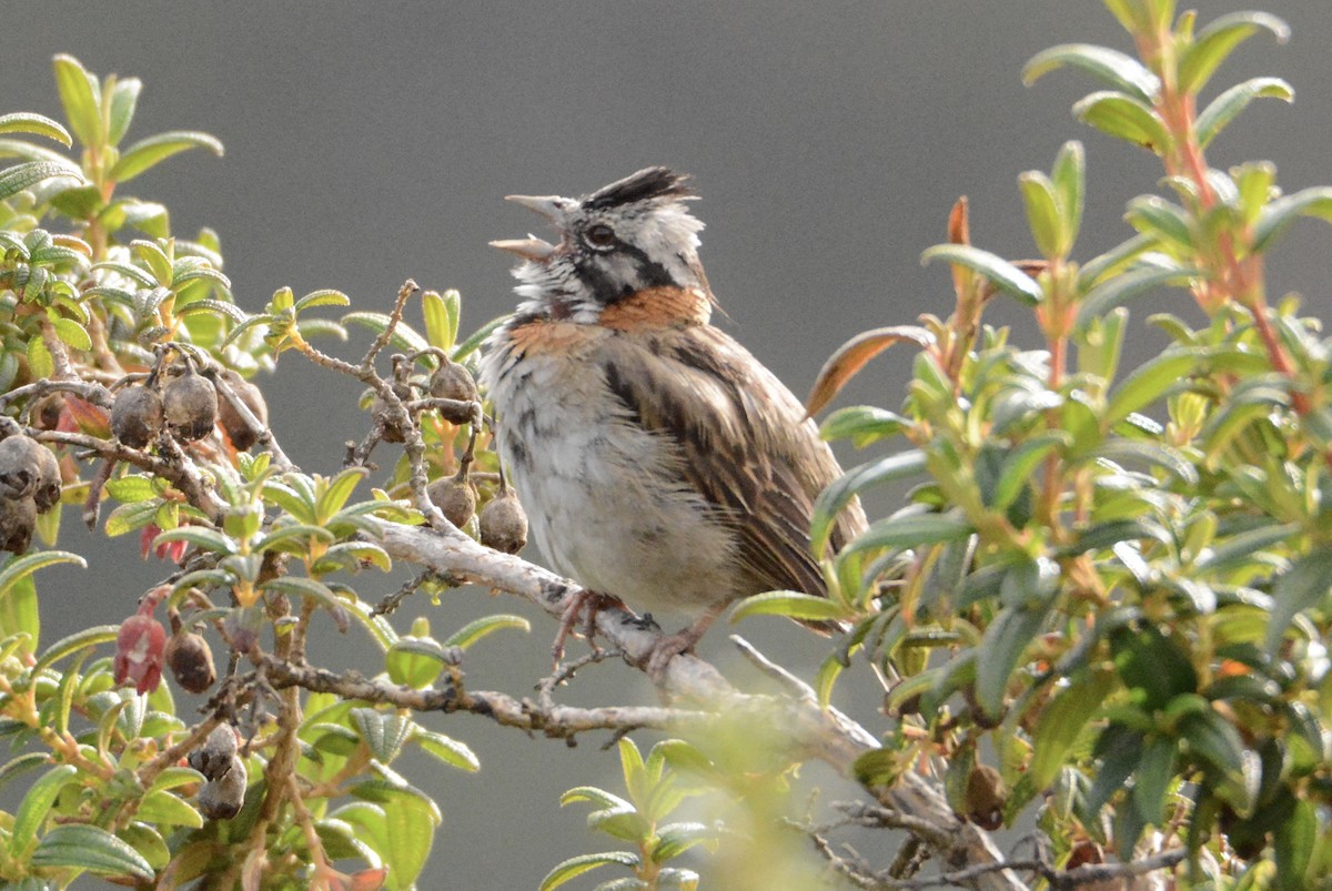 Rufous-collared Sparrow - ML103845421