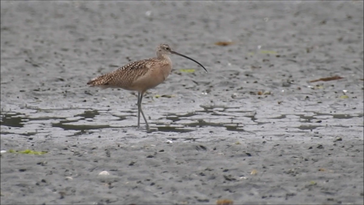 Long-billed Curlew - ML103846151