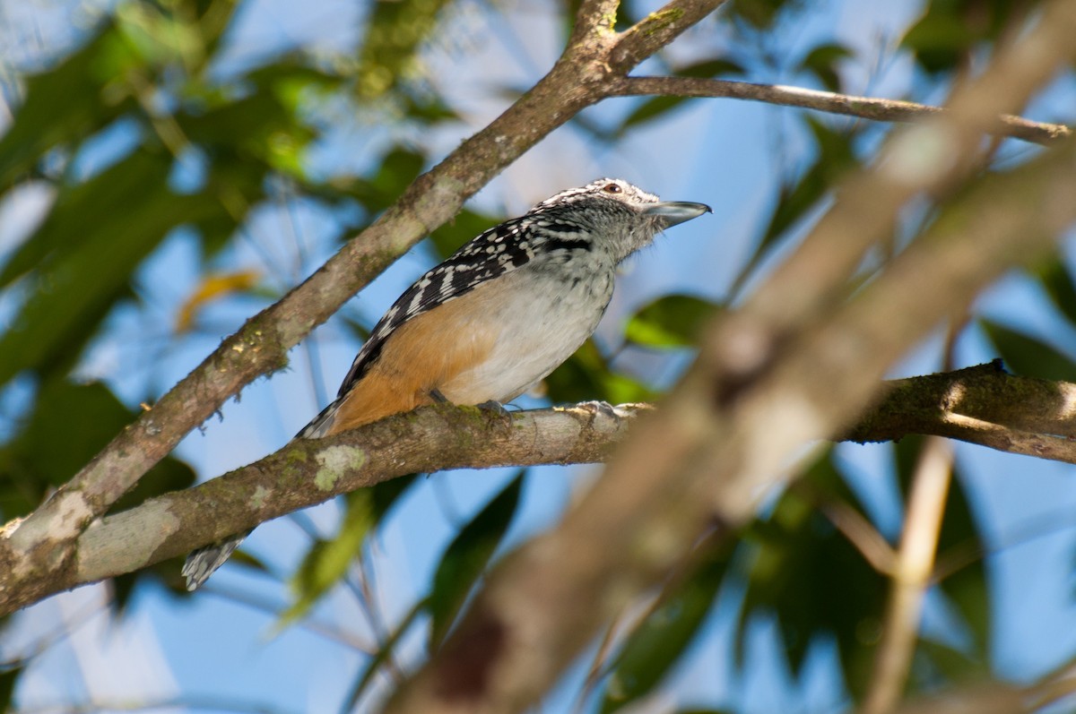 Spot-backed Antshrike - ML103846671