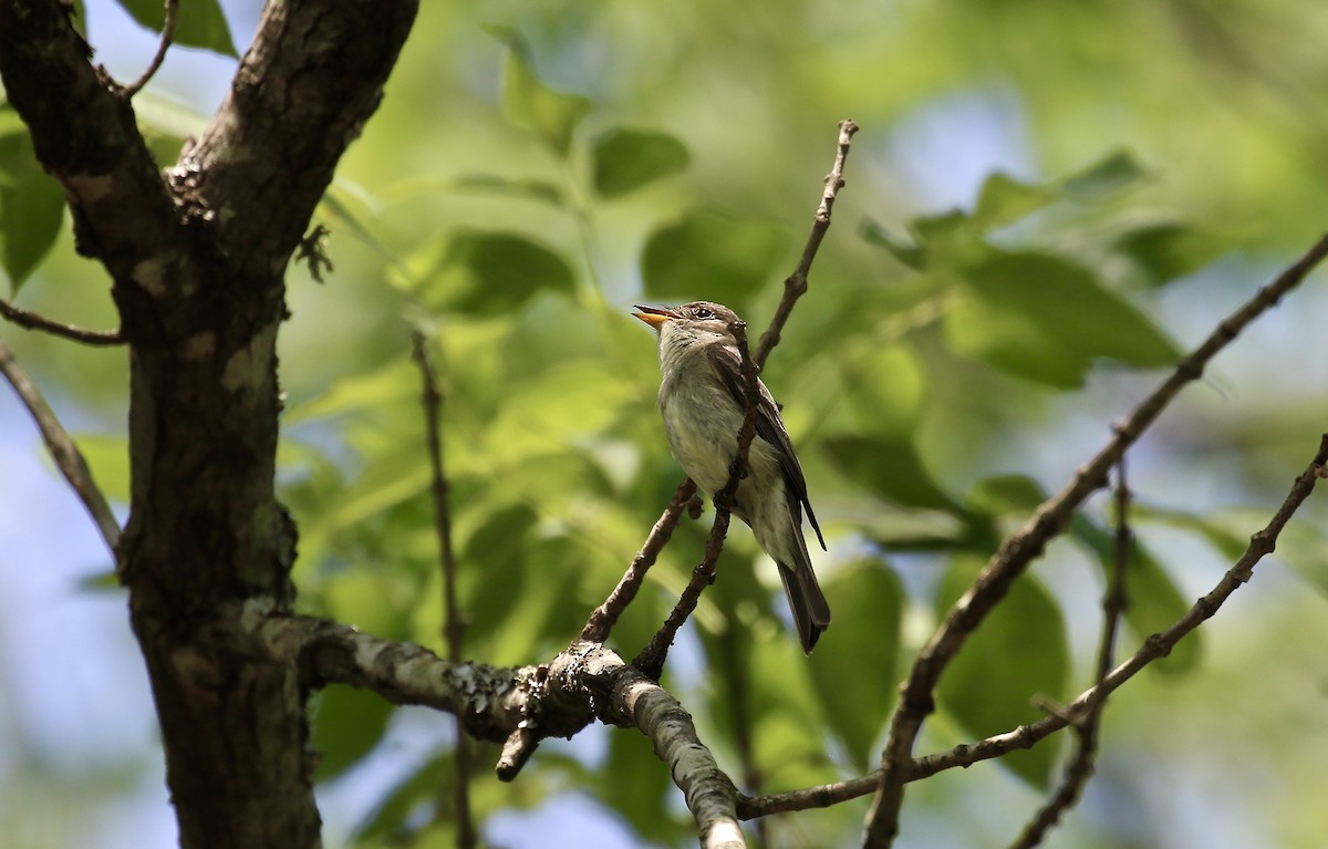 Eastern Wood-Pewee - Lance Runion 🦤