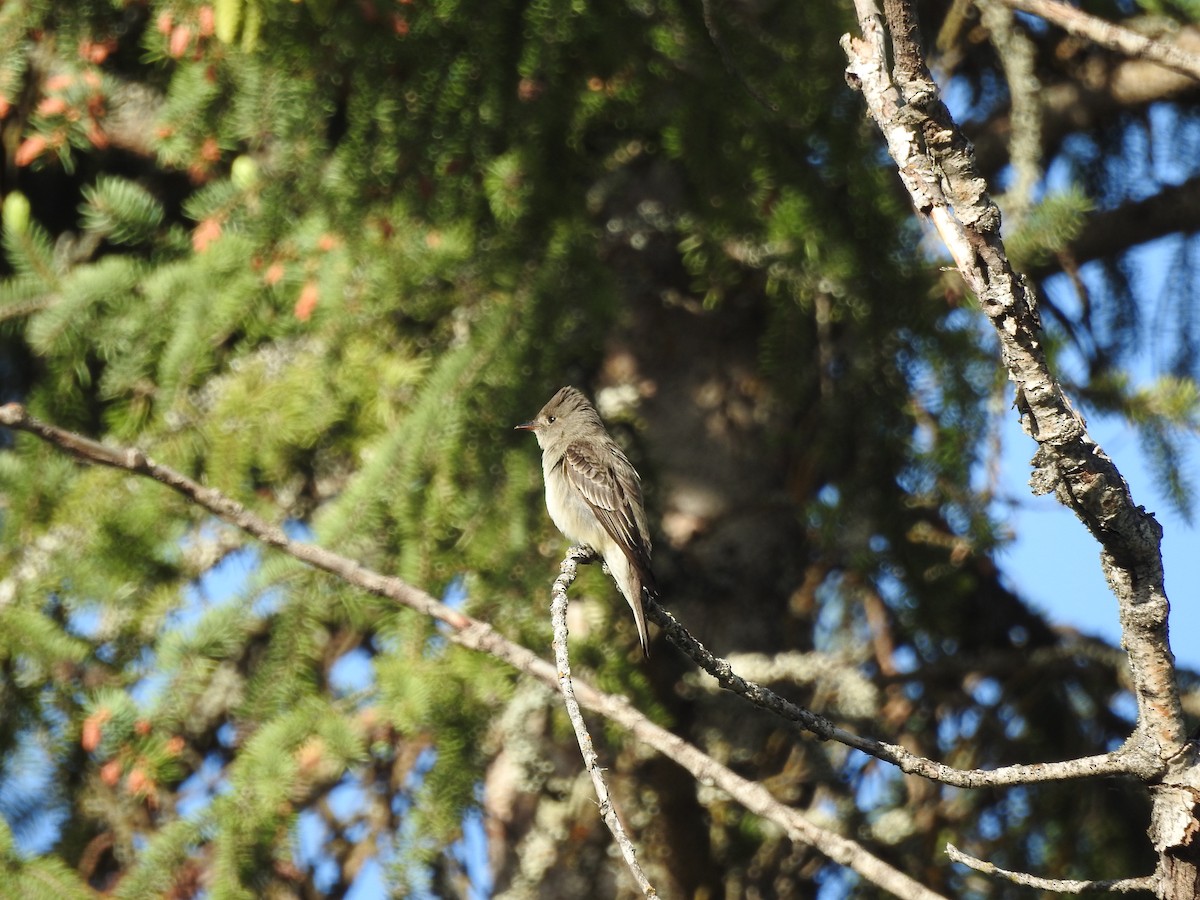 Western Wood-Pewee - ML103849951