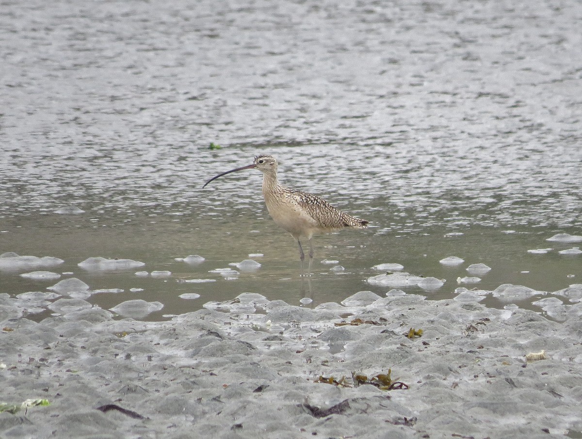 Long-billed Curlew - ML103849971