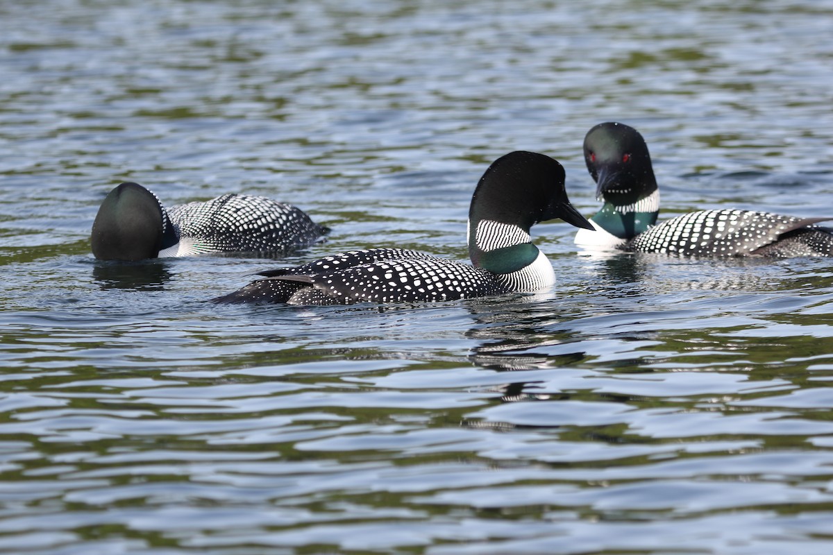 Common Loon - ML103850031