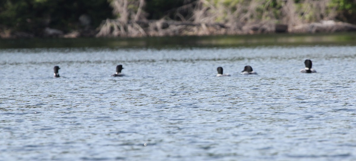 Common Loon - ML103850061